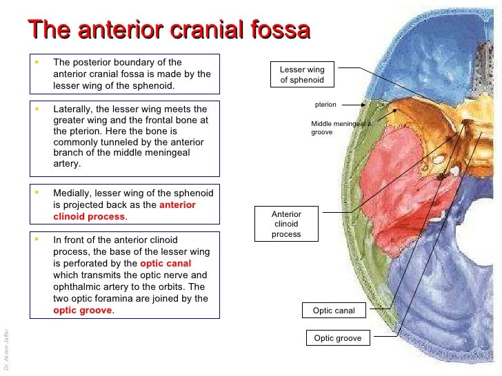 Skull inside and some separate bones