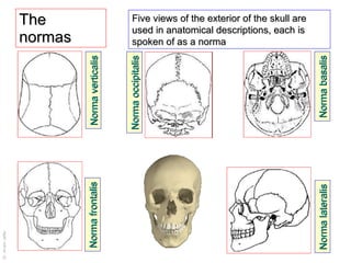 The normas Five views of the exterior of the skull are used in anatomical descriptions, each is spoken of as a norma Norma verticalis Norma frontalis Norma lateralis Norma basalis Norma occipitalis 