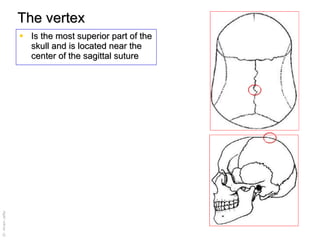The vertex Is the most superior part of the skull and is located near the center of the sagittal suture   