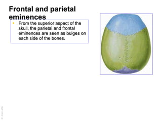 Frontal and parietal eminences From the superior aspect of the skull, the parietal and frontal eminences are seen as bulges on each side of the bones. 