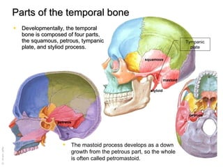 Parts of the temporal bone Developmentally, the temporal bone is composed of four parts, the squamous, petrous, tympanic plate, and styliod process.  The mastoid process develops as a down growth from the petrous part, so the whole is often called petromastoid.  squamous styloid petruos petruos Tympanic plate mastoid 