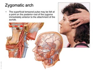 Zygomatic arch The superficial temporal pulse may be felt at a point on the posterior root of the zygoma immediately anterior to the attachment of the auricle. 