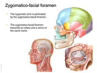 Zygomatico-facial foramen The zygomatic arch is perforated by the zygomatico-facial foramen. The zygomatico-facial foramen transmits an artery and a nerve of the same name. 