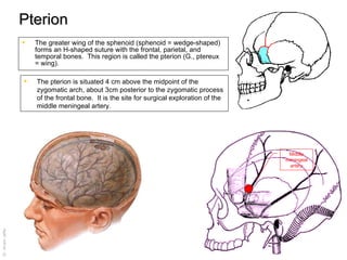 Pterion  The greater wing of the sphenoid (sphenoid = wedge-shaped) forms an H-shaped suture with the frontal, parietal, and temporal bones.  This region is called the pterion (G., ptereux = wing).  The pterion is situated 4 cm above the midpoint of the zygomatic arch, about 3cm posterior to the zygomatic process of the frontal bone.  It is the site for surgical exploration of the middle meningeal artery.  Middle meningeal artery 