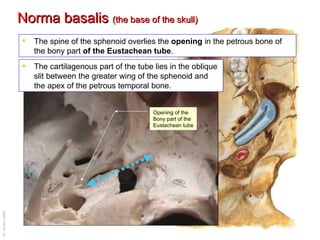 Norma basalis  (the base of the skull) The spine of the sphenoid overlies the  opening  in the petrous bone of the bony part  of the Eustachean tube .  The cartilagenous part of the tube lies in the oblique slit between the greater wing of the sphenoid and the apex of the petrous temporal bone. Opening of the Bony part of the Eustachean tube 