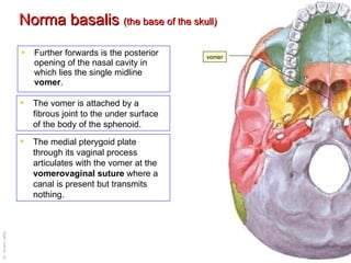 Norma basalis  (the base of the skull) Further forwards is the posterior opening of the nasal cavity in which lies the single midline  vomer . The medial pterygoid plate through its vaginal process articulates with the vomer at the  vomerovaginal suture  where a canal is present but transmits nothing. vomer The vomer is attached by a fibrous joint to the under surface of the body of the sphenoid. 