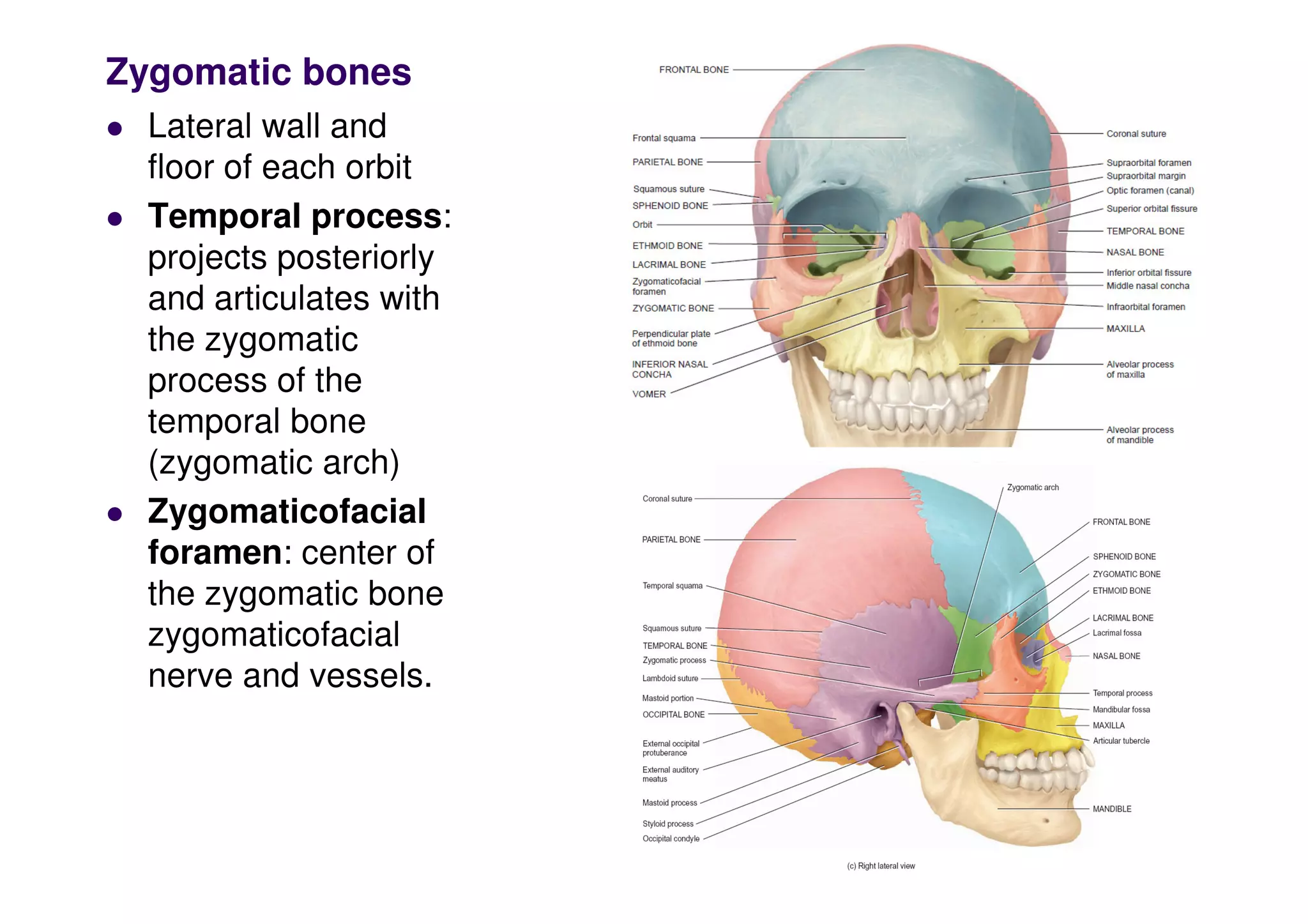 Zygomatic bones
 Lateral wall and
floor of each orbit
 Temporal process:
projects posteriorly
and articulates with
the zygomatic
process of the
temporal bone
(zygomatic arch)
(zygomatic arch)
 Zygomaticofacial
foramen: center of
the zygomatic bone
zygomaticofacial
nerve and vessels.
 