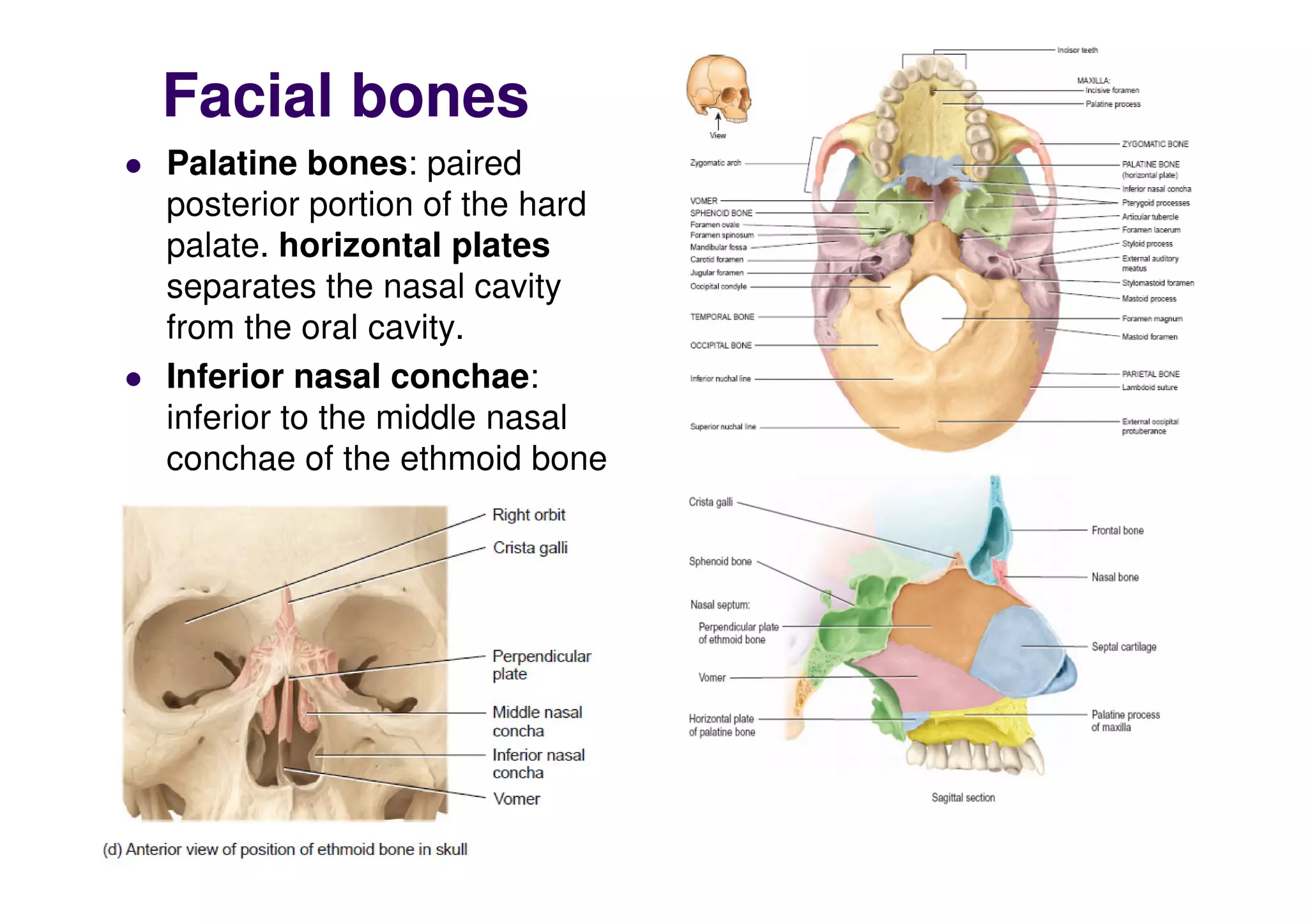 Facial bones
 Palatine bones: paired
posterior portion of the hard
palate. horizontal plates
separates the nasal cavity
from the oral cavity.
 Inferior nasal conchae:
inferior to the middle nasal
conchae of the ethmoid bone
conchae of the ethmoid bone
 