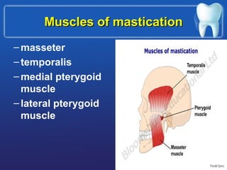 Muscles of masticationMuscles of mastication
–masseter
–temporalis
–medial pterygoid
muscle
–lateral pterygoid
muscle
 