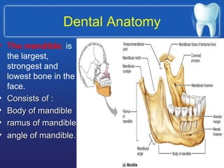 Dental Anatomy
• The mandible: is
the largest,
strongest and
lowest bone in the
face.
• Consists of :Consists of :
• Body of mandibleBody of mandible
• ramus of mandibleramus of mandible
• angle of mandibleangle of mandible..
 