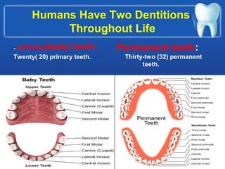 . primary(baby) teeth:
Twenty( 20) primary teeth.
Permanent teeth:
Thirty-two (32) permanent
teeth.
Humans Have Two Dentitions
Throughout Life
 