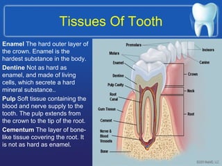 Tissues Of Tooth
Enamel The hard outer layer of
the crown. Enamel is the
hardest substance in the body.
Dentine Not as hard as
enamel, and made of living
cells, which secrete a hard
mineral substance..
Pulp Soft tissue containing the
blood and nerve supply to the
tooth. The pulp extends from
the crown to the tip of the root.
Cementum The layer of bone-
like tissue covering the root. It
is not as hard as enamel.
 