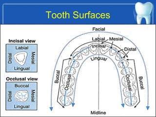 Tooth Surfaces
 