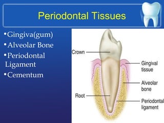 Periodontal Tissues
•Gingiva(gum)
•Alveolar Bone
•Periodontal
Ligament
•Cementum
 
