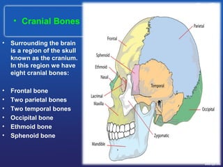• Cranial Bones
• Surrounding the brain
is a region of the skull
known as the cranium.
In this region we have
eight cranial bones:
• Frontal bone
• Two parietal bones
• Two temporal bones
• Occipital bone
• Ethmoid bone
• Sphenoid bone
 
