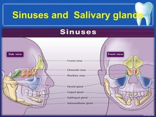 Sinuses and Salivary glands
 