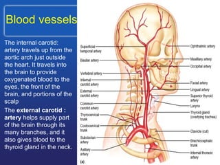 Blood vessels
The internal carotid:
artery travels up from the
aortic arch just outside
the heart. It travels into
the brain to provide
oxygenated blood to the
eyes, the front of the
brain, and portions of the
scalp
The external carotid :
artery helps supply part
of the brain through its
many branches, and it
also gives blood to the
thyroid gland in the neck.
 