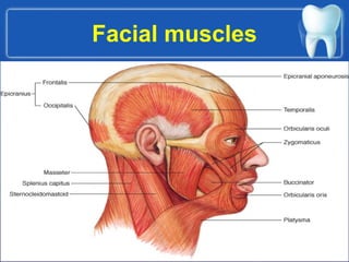 Facial muscles
 