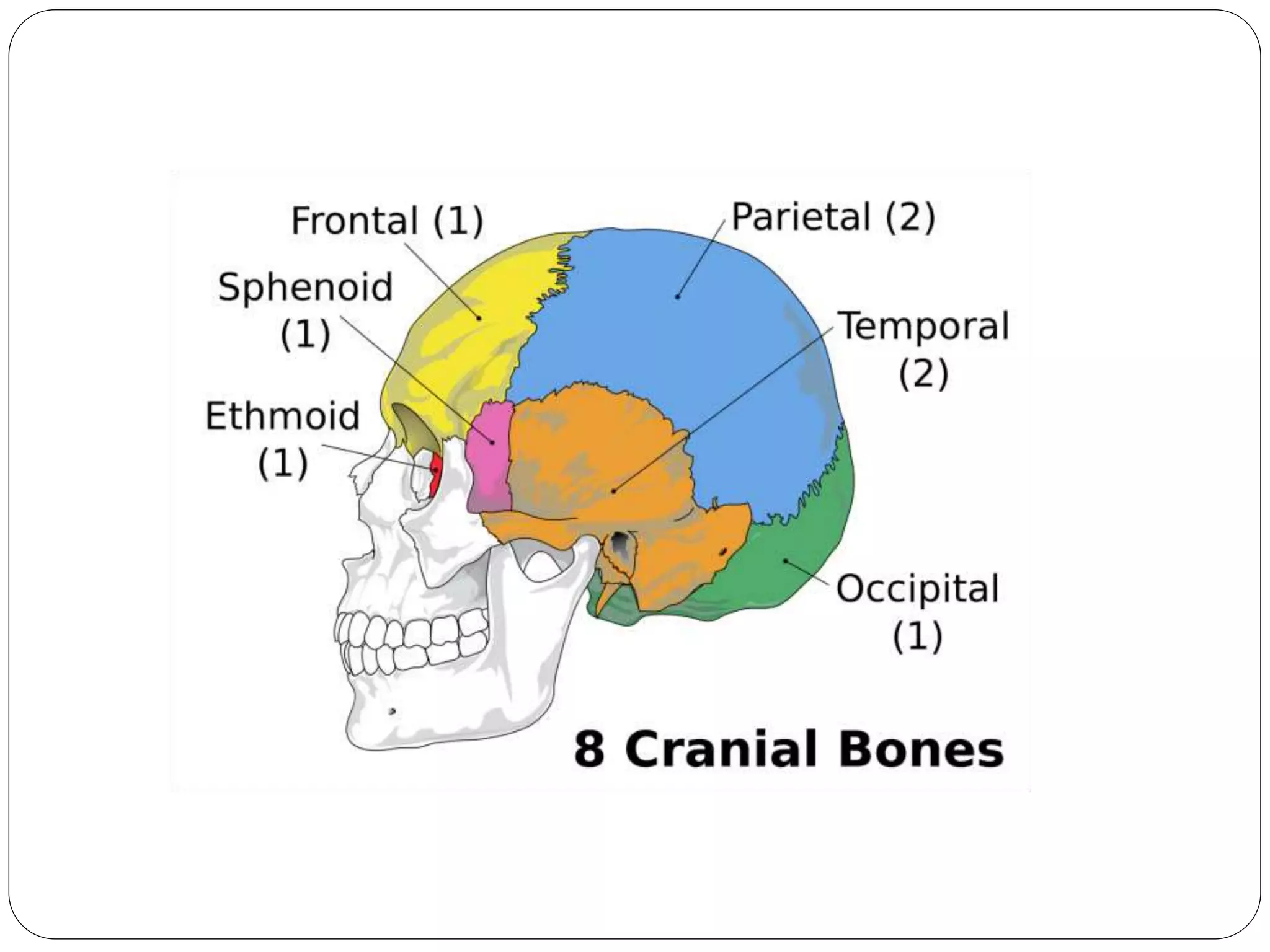 Skull Anatomy And Positioning PPTX