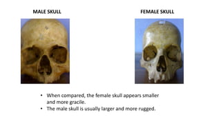 MALE SKULL FEMALE SKULL
• When compared, the female skull appears smaller
and more gracile.
• The male skull is usually larger and more rugged.
 
