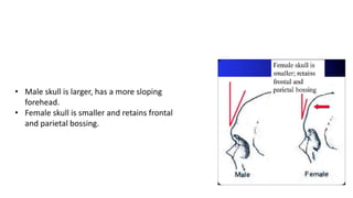 • Male skull is larger, has a more sloping
forehead.
• Female skull is smaller and retains frontal
and parietal bossing.
 