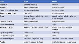Skull Male female
Forehead Steeper/ sloping Vertical
Glabella More pronounced Less pronounced
Fronto - nasal junction Distinct angulation Smoothly curved
Supra - orbital ridge Prominent Less prominent
Orbit Square, lower, relatively smaller,
round margins
Round, higher, relatively larger,
sharp margins
Zygomatic arch More pronounced Less pronounced
Parietal eminence Small Large
Mastoid process Medium to large, round , blunt Small to medium, smooth,
pointed
Digastric groove More deep Less deep
Occipital condyles Large Small
Foramen magnum Relatively large and long Relatively small and round
Palate Larger, broader, U shape Small , tends more to parabola
 