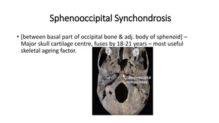 Sphenooccipital Synchondrosis
• [between basal part of occipital bone & adj. body of sphenoid] –
Major skull cartilage centre, fuses by 18-21 years – most useful
skeletal ageing factor.
 