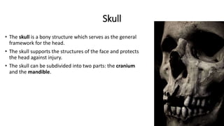 Skull
• The skull is a bony structure which serves as the general
framework for the head.
• The skull supports the structures of the face and protects
the head against injury.
• The skull can be subdivided into two parts: the cranium
and the mandible.
 