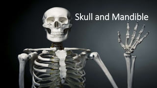 Skull and Mandible
 