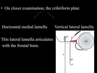 • On closer examination, the cribriform plate
Horizontal medial lamella Vertical lateral lamella
This lateral lamella articulates
with the frontal bone.
 