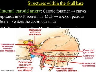 Internal carotid artery: Carotid foramen →curves
upwards into F.lacerum in MCF→apex of petrous
bone →enters the cavernous sinus
It lies in front of cochlea & middle ear cavity,
separated by thin plate of bone (may be dehiscent)
→gives off small intrapetrous branches, including
carotico- tympanic artery →feeding vessels for a
glomus tumour.
Structureswithin the skullbase
 