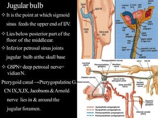 Jugularbulb
It is the point at which sigmoid
sinus feeds the upper end of IJV.
Lies below posterior part of the
floor of the middleear.
Inferior petrosal sinus joints
jugular bulb atthe skull base
 GSPN+deep petrosal nerve=
vidianN.
Pterygoid canal→PterygopalatineG.
CNIX,X,IX, Jacobsons&Arnold
nerve lies in & around the
jugular foramen.
 