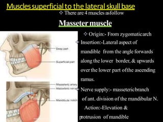  There are 4 muscles asfollow
Massetermuscle
 Origin:- From zygomaticarch
 Insertion:-Lateral aspect of
mandible from the angle forwards
along the lower border, & upwards
over the lower part ofthe ascending
ramus.
 Nerve supply:- massetericbranch
Fr of ant. division of the mandibular N.
Action:-Elevation &
protrusion of mandible
Musclessuperficialto thelateralskullbase
 