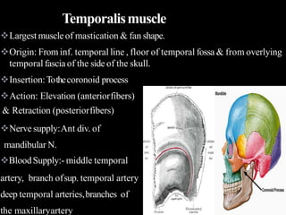 Largest muscleof mastication & fan shape.
Origin: From inf. temporal line , floor of temporal fossa & from overlying
temporal fascia of the side of the skull.
Insertion:Tothecoronoid process
Action: Elevation (anteriorfibers)
& Retraction (posteriorfibers)
Nerve supply:Ant div. of
mandibular N.
BloodSupply:- middle temporal
artery, branch ofsup. temporal artery
deep temporal arteries,branches of
the maxillaryartery
Temporalismuscle
 