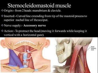 Origin:- from 2heads: manubrium & clavicle.
Inserted:-Curved line extending from tip of the mastoid processto
superior nuchal line of theocciput.
Nerve supply:- Accessory nerve
Action:-Toprotract the head (moving it forwards while keeping it
vertical with a horizontal gaze).
Sternocleidomastoidmuscle
 