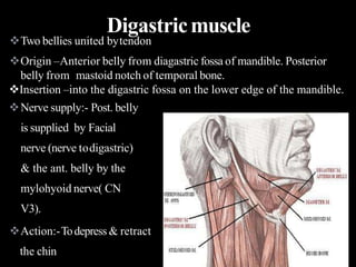 Two bellies united bytendon
Origin –Anterior belly from diagastric fossa of mandible. Posterior
belly from mastoid notch of temporal bone.
Insertion –into the digastric fossa on the lower edge of the mandible.
Nerve supply:- Post. belly
is supplied by Facial
nerve (nerve todigastric)
& the ant. belly by the
mylohyoid nerve( CN
V3).
Action:-Todepress & retract
the chin
Digastricmuscle
 