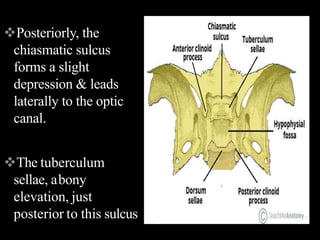 Posteriorly, the
chiasmatic sulcus
forms a slight
depression & leads
laterally to the optic
canal.
The tuberculum
sellae, abony
elevation, just
posterior to this sulcus
 