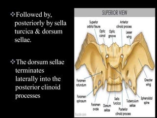 Followed by,
posteriorly by sella
turcica & dorsum
sellae.
The dorsum sellae
terminates
laterally into the
posterior clinoid
processes
 
