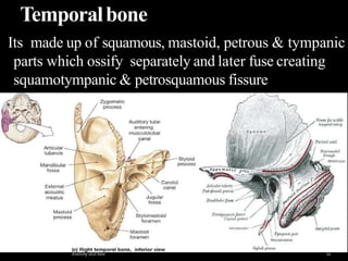 Temporalbone
Its made up of squamous, mastoid, petrous & tympanic
parts which ossify separately and later fuse creating
squamotympanic & petrosquamous fissure

 
