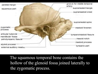 The squamous temporal bone contains the
hollow of the glenoid fossa joined laterally to
the zygomatic process.
 