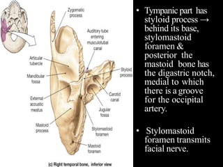 • Tympanic part has
styloid process →
behind its base,
stylomastoid
foramen &
posterior the
mastoid bone has
the digastric notch,
medial to which
there is agroove
for the occipital
artery.
• Stylomastoid
foramen transmits
facial nerve.
 