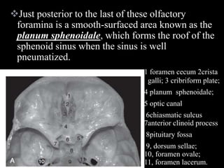 Just posterior to the last of these olfactory
foramina is a smooth-surfaced area known as the
planum sphenoidale, which forms the roof of the
sphenoid sinus when the sinus is well
pneumatized.
1 foramen cecum 2crista
galli; 3 cribriform plate;
4 planum sphenoidale;
5 optic canal
6chiasmatic sulcus
7anterior clinoid process
8pituitary fossa
9, dorsum sellae;
10, foramen ovale;
11, foramen lacerum.
 