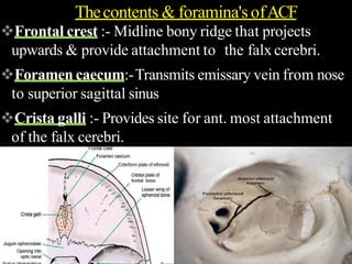 Frontal crest :- Midline bony ridge that projects
upwards & provide attachment to the falx cerebri.
Foramen caecum:-Transmits emissary vein from nose
to superior sagittal sinus
Crista galli :- Provides site for ant. most attachment
of the falx cerebri.
Thecontents & foramina'sofACF
 