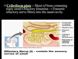 Cribriform plate :- Sheet of bone contaning
many small Olfactory foramina →Transmit
olfactory nerve fibres into the nasal cavity.
 