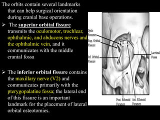 The orbits contain several landmarks
that can help surgical orientation
during cranial base operations.
 The superior orbital fissure
transmits the oculomotor, trochlear,
ophthalmic, and abducens nerves and
the ophthalmic vein, and it
communicates with the middle
cranial fossa
 The inferior orbital fissure contains
the maxillary nerve (V2) and
communicates primarily with the
pterygopalatine fossa; the lateral end
of this fissure is an important
landmark for the placement of lateral
orbital osteotomies.
 