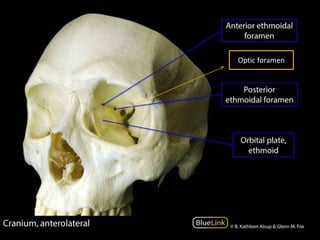 Optic foramen
 