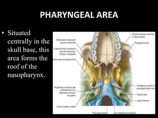 PHARYNGEAL AREA
• Situated
centrally in the
skull base, this
area forms the
roof of the
nasopharynx.
 