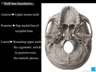 Skull baseboundaries:-
Anterior►Upper incisor teeth
Posterior ►Sup. nuchal line of
occipital bone
Lateral►Remaining upper teeth
the zygomatic arch&
its posterior root,
the mastoid process
 