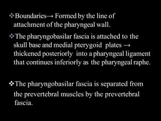 Boundaries→ Formed by the line of
attachment of the pharyngeal wall.
The pharyngobasilar fascia is attached to the
skull base and medial pterygoid plates →
thickened posteriorly into a pharyngeal ligament
that continues inferiorly as the pharyngealraphe.
The pharyngobasilar fascia is separated from
the prevertebral muscles by the prevertebral
fascia.
 