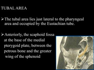 TUBAL AREA
The tubal area lies just lateral to the pharyngeal
area and occupied by the Eustachian tube.
Anteriorly, the scaphoid fossa
at the base of the medial
pterygoid plate, between the
petrous bone and the greater
wing of the sphenoid
 